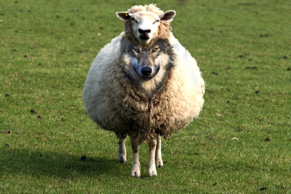 Creation of Wolf in Sheeps clothing!: Step 2